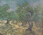 Vincent Van Gogh Olive Grove (nn04) oil painting picture wholesale